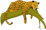 leopard in Tree